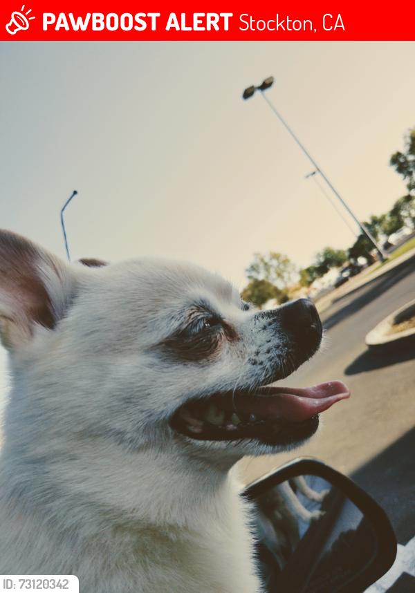 Lost Male Dog last seen Anthony ave hobart ave, Stockton, CA 95215