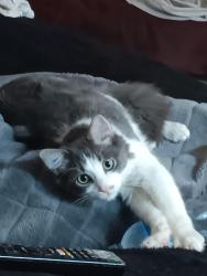 Lost Male Cat last seen Day syreet/Thornley Street /Renwick Street marrickville, Marrickville, NSW 2204