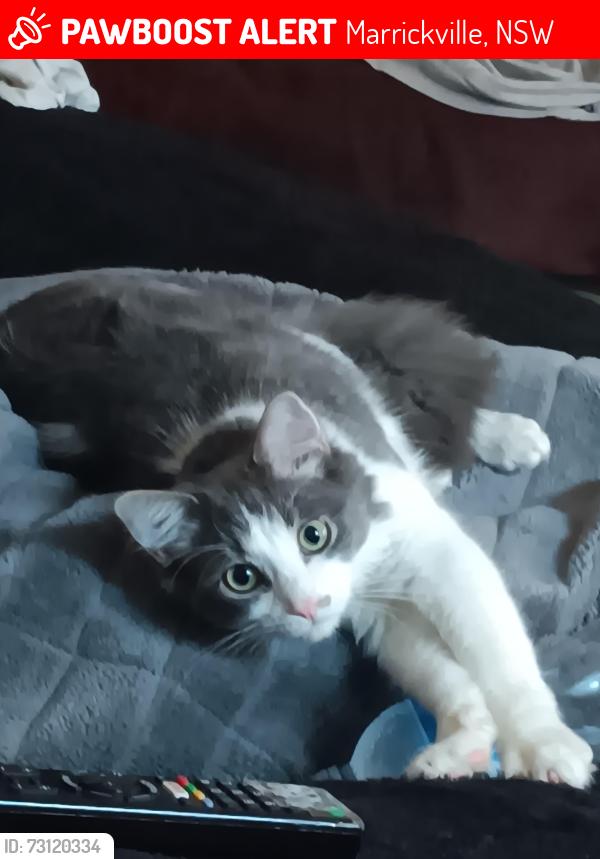 Lost Male Cat last seen Day syreet/Thornley Street /Renwick Street marrickville, Marrickville, NSW 2204