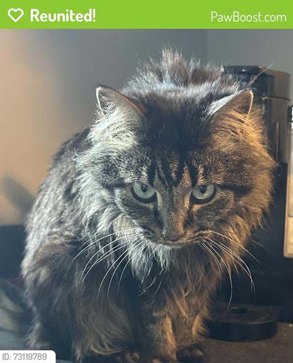 Reunited Male Cat last seen Route 45, Salem, OH 44460