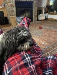 Reunited Male Dog last seen Oakwood Drive and Knoll Avenue, Topeka, KS 66617