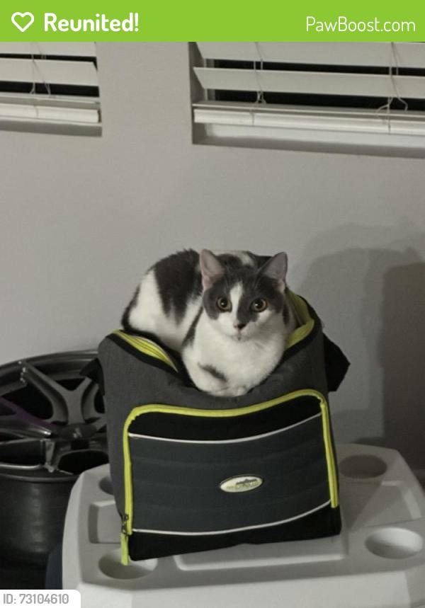Reunited Female Cat last seen Near Thomas St, Hollywood, FL 33020, USA, Hollywood, FL 33020