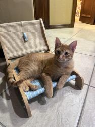 Reunited Male Cat last seen N MacArthur blvd and Nw 62nd St, Warr Acres, OK 73122