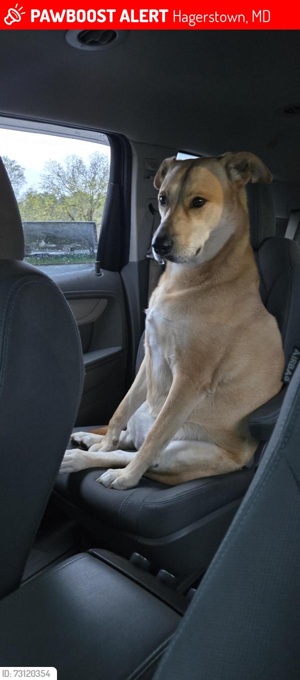 Lost Female Dog last seen Jefferson St, Pangborn, Security Blvd, Hagerstown, MD 21740