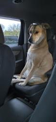 Lost Female Dog last seen Jefferson St, Pangborn, Security Blvd, Hagerstown, MD 21740