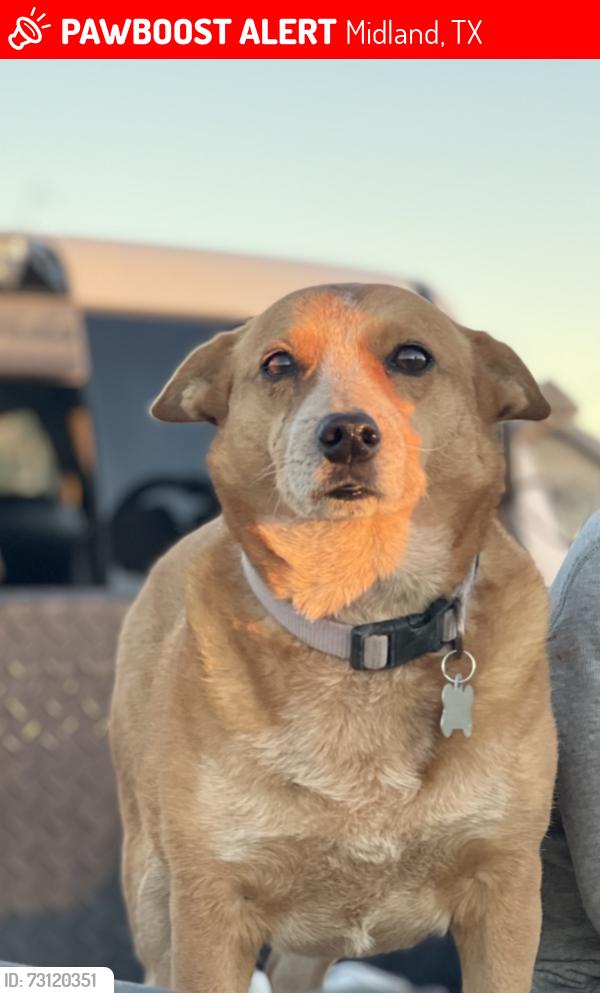 Lost Female Dog last seen E CR 53, Midland, TX 79705