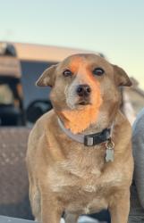 Lost Female Dog last seen E CR 53, Midland, TX 79705