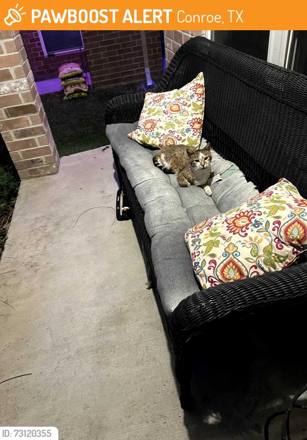 Found/Stray Male Cat last seen Near and 45, Conroe, TX 77385