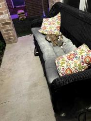 Found/Stray Male Cat last seen Near and 45, Conroe, TX 77385