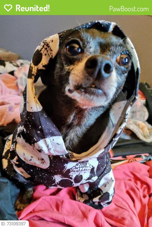 Reunited Male Dog last seen 1Block east of 88th & Washington, Thornton, CO 80229