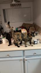 Reunited Female Cat last seen Near morris st ne 87123, Albuquerque, NM 87123