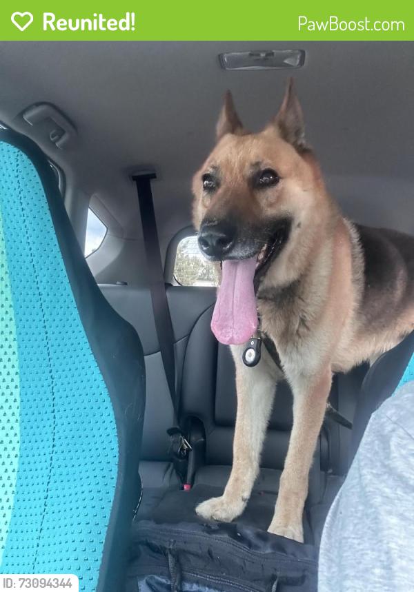 Reunited Male Dog last seen Between Hillcrest Animal hosp & McDonalds, Bartlett, TN 38134