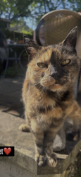 Lost Female Cat last seen Factory road clydach, Clydach, Wales SA6 5EU