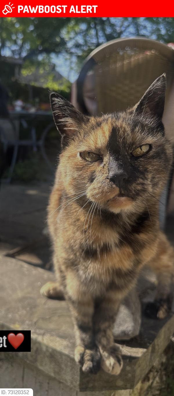 Lost Female Cat last seen Factory road clydach, Clydach, Wales SA6 5EU