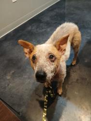 Found/Stray Female Dog last seen Food city. Athens, TN, Athens, TN 37303