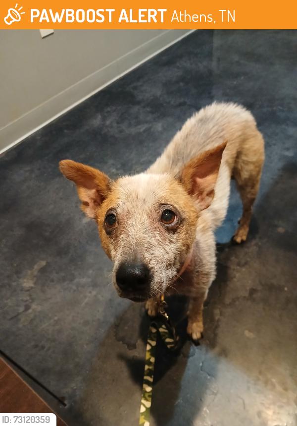 Found/Stray Female Dog last seen Food city. Athens, TN, Athens, TN 37303