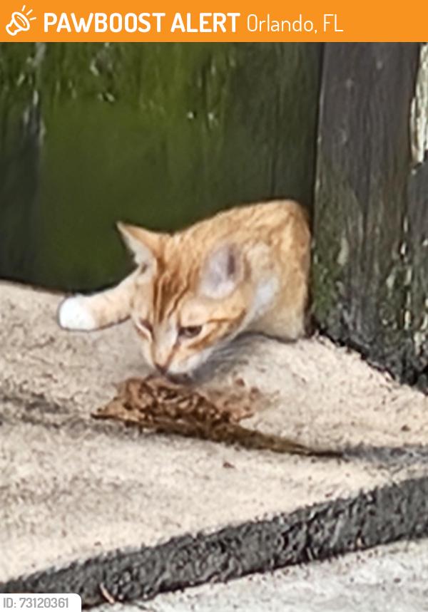 Found/Stray Unknown Cat last seen Near Menendez Court, Orlando, FL 32801