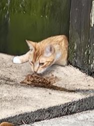 Found/Stray Unknown Cat last seen Near Menendez Court, Orlando, FL 32801