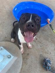Shelter Stray Male Dog last seen CHARLOTTE, 8315 Byrum Dr, Charlotte, NC 28217, USA