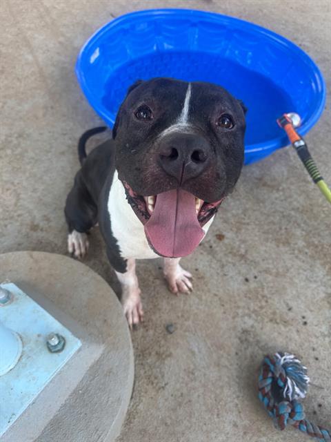 Shelter Stray Male Dog last seen CHARLOTTE, 8315 Byrum Dr, Charlotte, NC 28217, USA