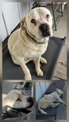 Lost Male Dog last seen Bertha Nelson, titus park, Panama City, FL 32404