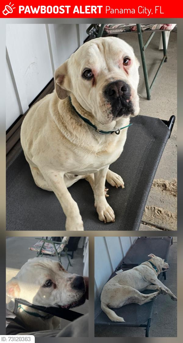 Lost Male Dog last seen Bertha Nelson, titus park, Panama City, FL 32404