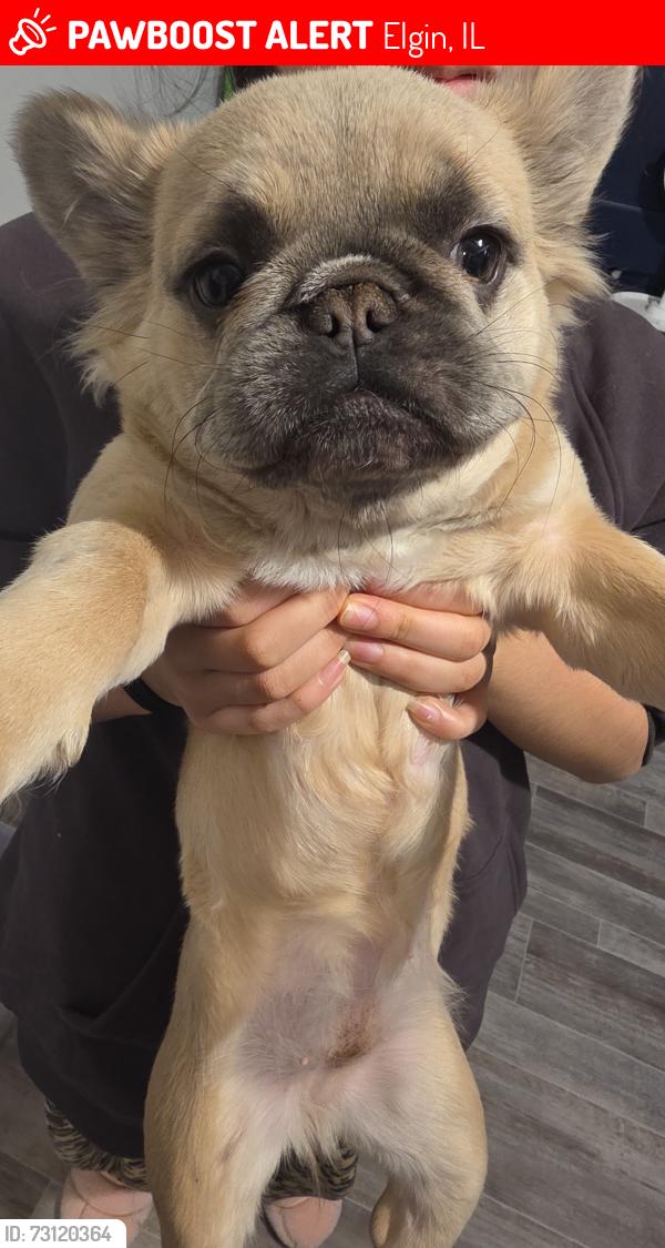 Lost Female Dog last seen Morgan and Wilcox, Elgin, IL 60123