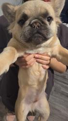 Lost Female Dog last seen Morgan and Wilcox, Elgin, IL 60123