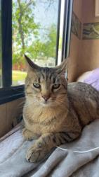 Reunited Male Cat last seen Long creek Rv park off of FM 725, New Braunfels, TX 78130