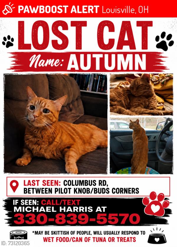 Lost Female Cat last seen Near Columbus Rd NE, Louisville OH 44641, Louisville, OH 44641
