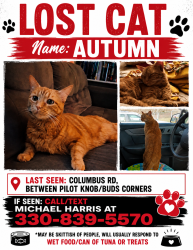 Lost Female Cat last seen Near Columbus Rd NE, Louisville OH 44641, Louisville, OH 44641