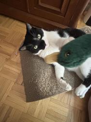 Reunited Male Cat last seen Elizabeth Wales ave, Markham, ON L3P 3K2