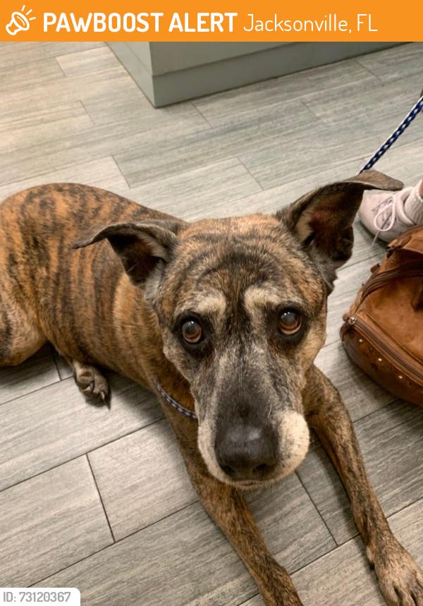 Found/Stray Female Dog last seen Near Baymeadows way, Jacksonville, FL 32256