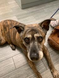 Found/Stray Female Dog last seen Near Baymeadows way, Jacksonville, FL 32256