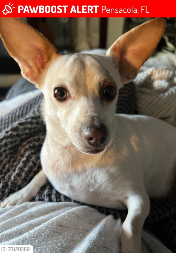Lost Female Dog last seen Strong, Pensacola, FL 32501