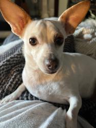 Lost Female Dog last seen Strong, Pensacola, FL 32501