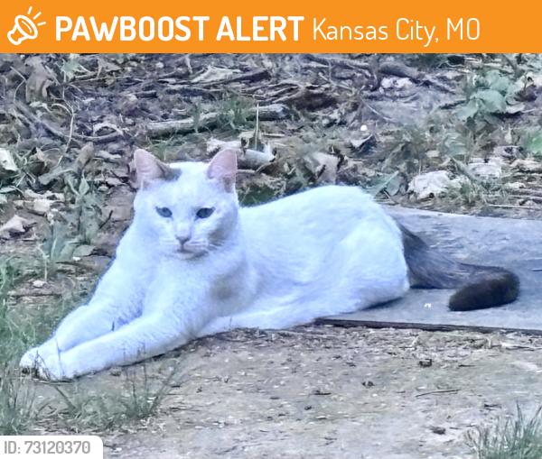 Found/Stray Male Cat last seen NE 38th Street and North Cherry Ln,Kansas City, Missouri, Kansas City, MO 64116