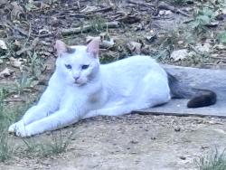 Found/Stray Male Cat last seen NE 38th Street and North Cherry Ln,Kansas City, Missouri, Kansas City, MO 64116