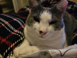 Lost Female Cat last seen Bees Ferry apartments, Charleston, SC 29414