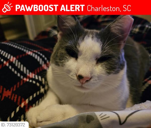 Lost Female Cat last seen Bees Ferry apartments, Charleston, SC 29414