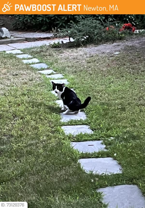 Found/Stray Unknown Cat last seen Pearl st, Newton, MA 02458