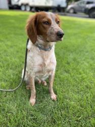 Reunited Male Dog last seen Lincoln Road and Gracie Road, Harvard, IL 60033