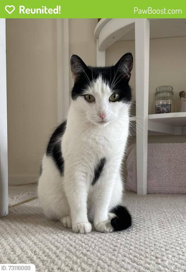 Reunited Female Cat last seen Ashton on Mersey village, Greater Manchester, England 