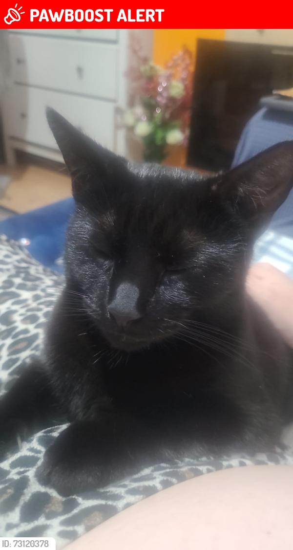 Lost Female Cat last seen Sudbury hill rosebank avenue, Sudbury Hill, England UB6 0JS