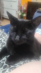 Lost Female Cat last seen Sudbury hill rosebank avenue, Sudbury Hill, England UB6 0JS