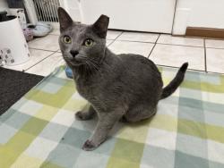 Reunited Male Cat last seen Near Westmoreland Ave, Waukegan, IL 60085, USA, Waukegan, IL 60085