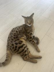 Lost Male Cat last seen Como Johns. Last seen Granville/Flamingo 7/8/26, Port Charlotte, FL 33948