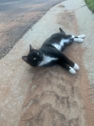 Reunited Male Cat last seen Sooner and Danforth, Edmond, OK 73034