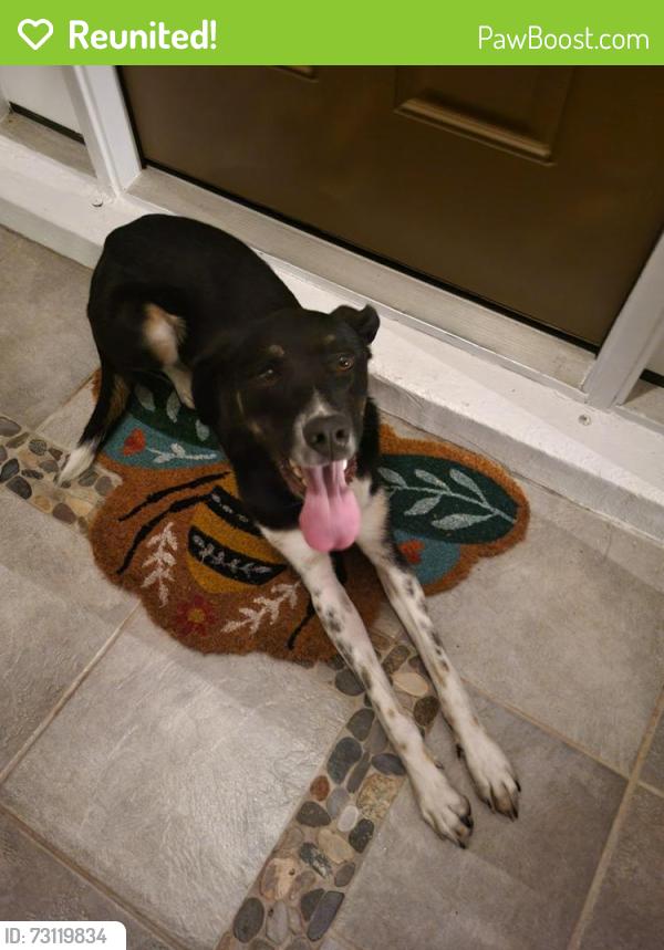 Reunited Unknown Dog last seen Acorn st, Palm Bay, FL 32909
