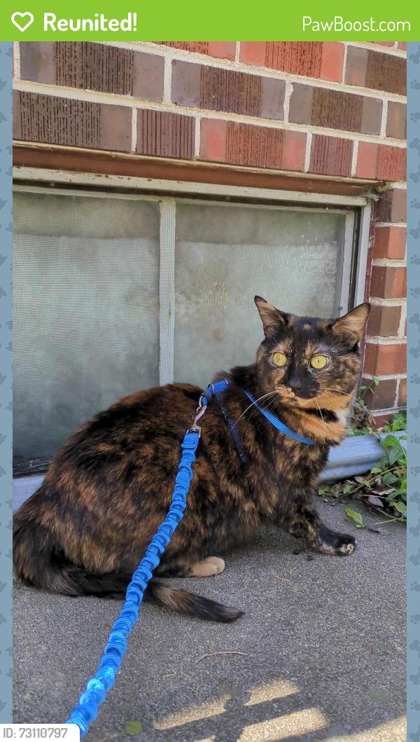 Reunited Female Cat last seen 14th & Holly Street, aurora, Denver, CO 80220